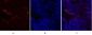 HSP A5 Polyclonal Antibody